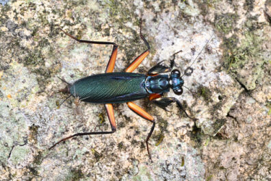 A basal praying mantis with green metallic body and orange legs and a low to the ground posture