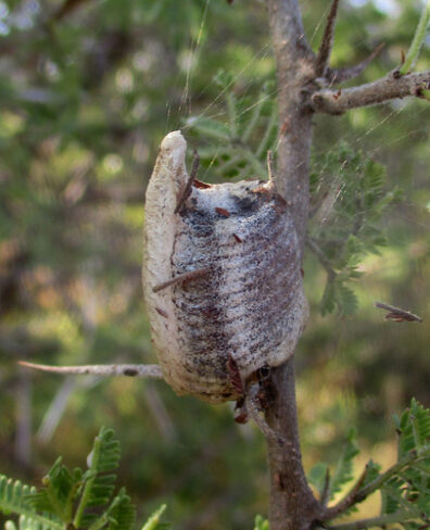 A pale, foamy-looking egg case stuck to a tree branch in a vertical position