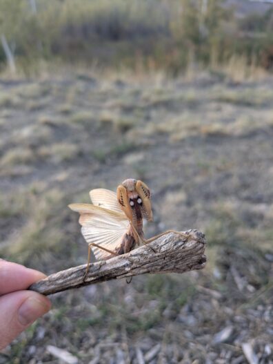 A European praying mantis perches on a small stick with with pale wings outstretched and raptorial arms near the head. A prairie scene is in the background