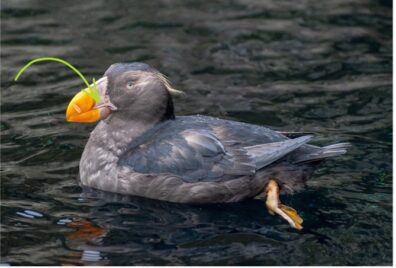 A side view of a puffin, floating in the water with its left foot visibly paddling. A green arrow points to its nostril.