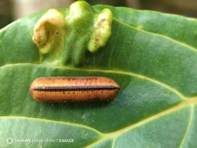 A leathery orange egg case with a dark stripe, glued to a green leaf