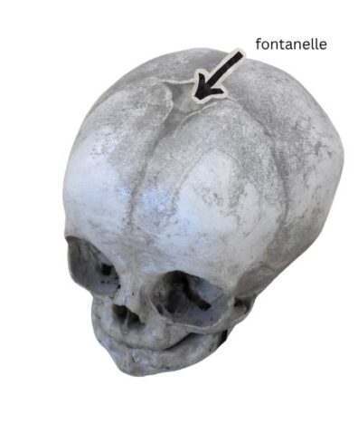 An infant skull model showing the fontanelles and sutures