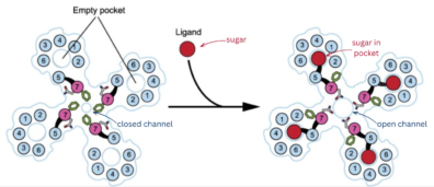 A diagram of a taste receptor protein, showing the conformational change when it binds a sugar molecule