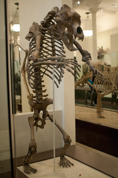 The cave bear skeleton at the American Museum of Natural History shows a big barrel chest and massive skull