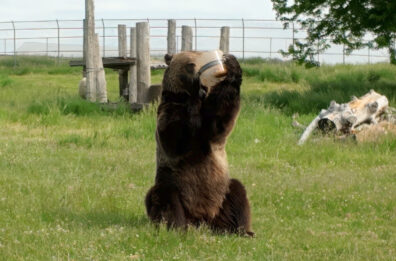 A grizzly bear sits in a grassy field with a fence visible in the background. It's holding a plastic container and using its mouth to try to open it.