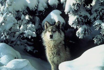 An adult gray wolf stands under a snowy tree, staring into the distance