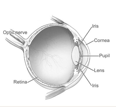 Black and white diagram of human eyeball with iris, cornea, pupil, lens, iris, retina, and optic nerve labeled.