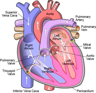 labeled diagram of human heart showing chambers, valves, and vessel