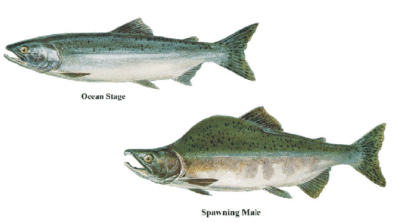 An ocean stage and spawning stage male salmon. The spawning male has develped a hook jaw and sail