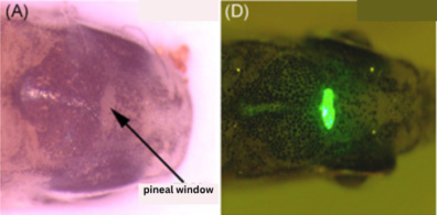 Micrograph of a labeled pineal window on a zebrafish's head. Second image shows the same fish with the pineal window glowing fluorescent green