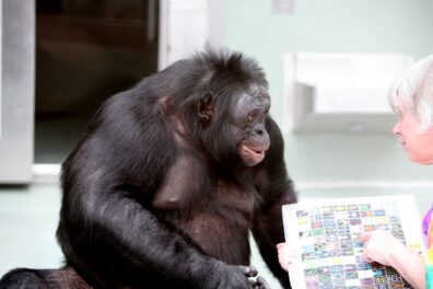 Now deceased bonobo ape, Kanzi, converses with a white-haired female scientist, using a picture board