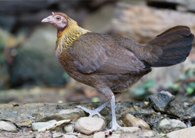 A wild red junglefowl with brown body feathers and golden brown neck feathers stares into the distance