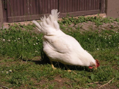 A white leghorn chicken pecks at the grassy ground