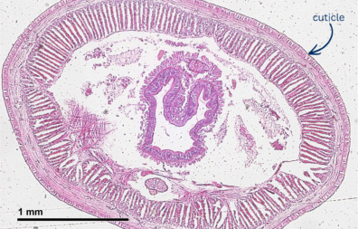 A colorized pink cross-section of an earthworm's body with the outer cuticle labeled