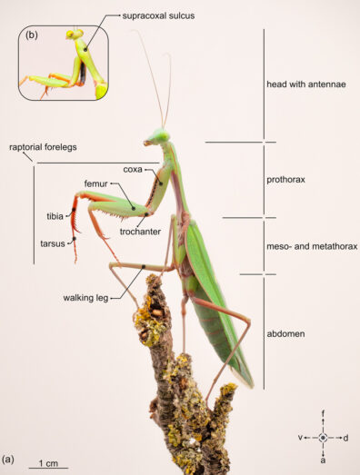 Full color photo of a green praying mantis perched on a twig with all body parts labeled