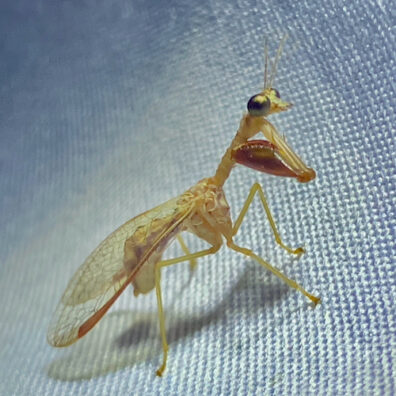 A beige mantisfly sits on a screen with raptorial legs held up