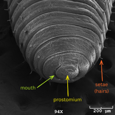 A micrograph image of the face of an earthworm with the mouth, hairs, and prostomium labeled