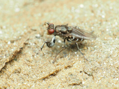 A shore fly perches on sand with raptorial legs held up