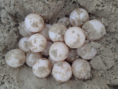 A clutch of soft, white, ping-pong ball-shaped sea turtle eggs in the sand