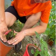 woman in orange shirt patting a plant into a container