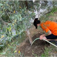 woman in orange shirt watering a tree