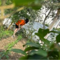 woman in orange short hoeing a garden row