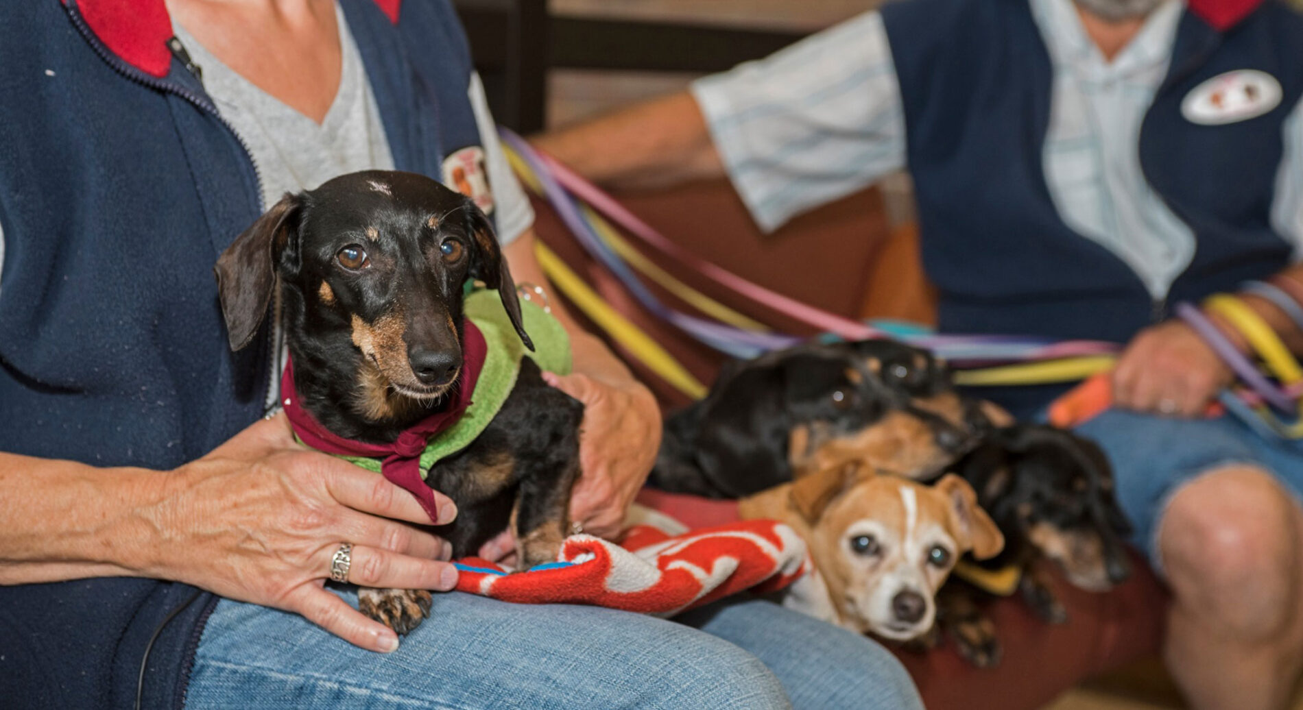 Booda on her owner's lap.