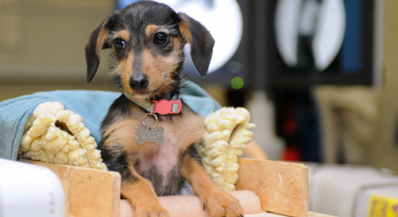 Dog in Baily chair.