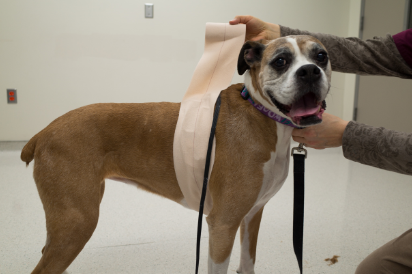 How to fit a dog with a Holter monitor Veterinary Teaching Hospital