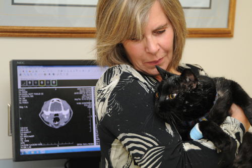 Oncology cat patient
