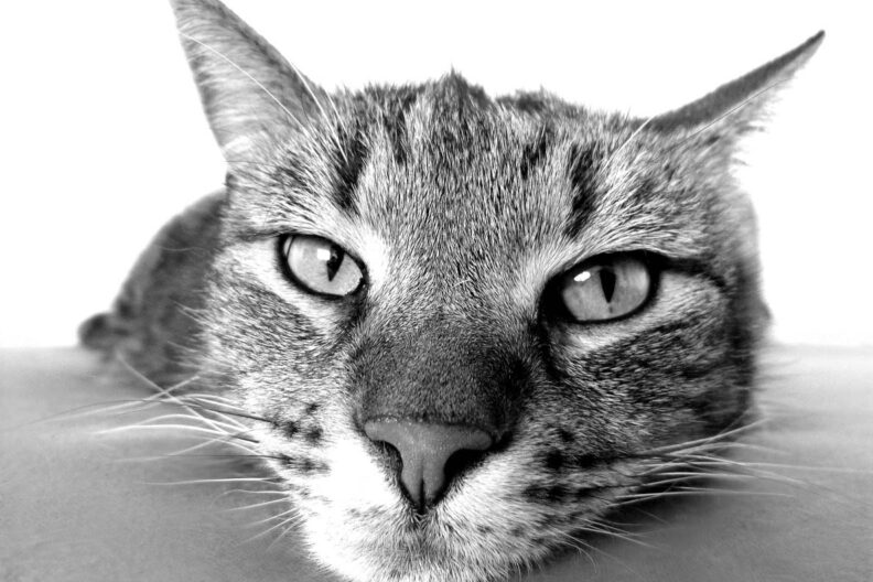 Close up image of cat's face.
