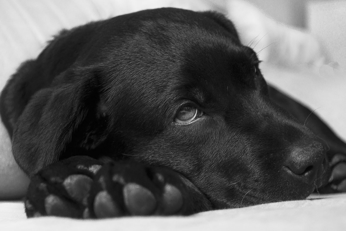 dog vomiting after medication