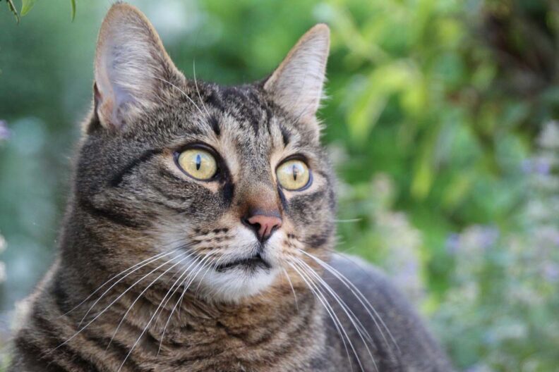 Tabby cat with yellow eyes.
