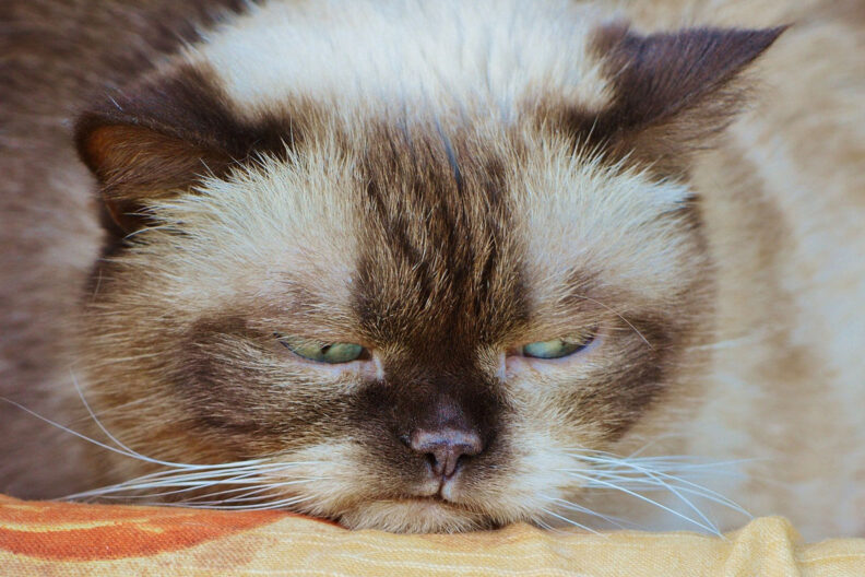 Close up image of British shorthair cat.