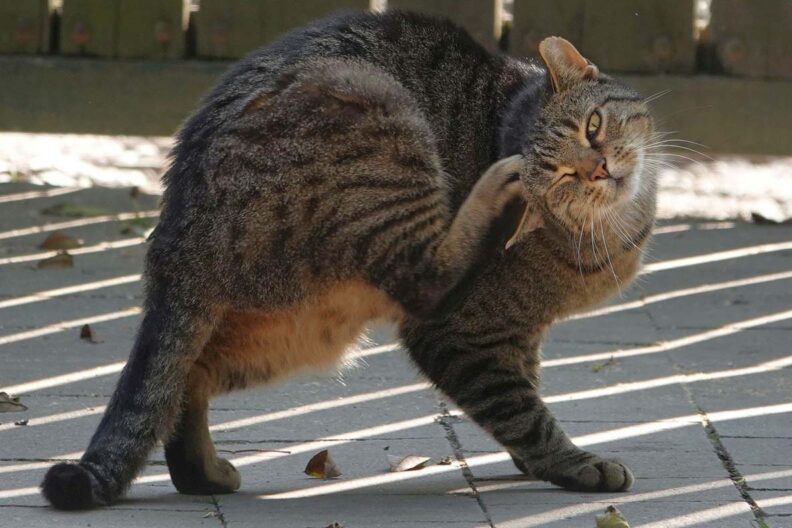 Cat balancing on three legs while it scratches its ear.