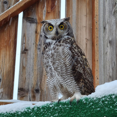 Great Horned owl on ledge in Raptor Facility before it is released.