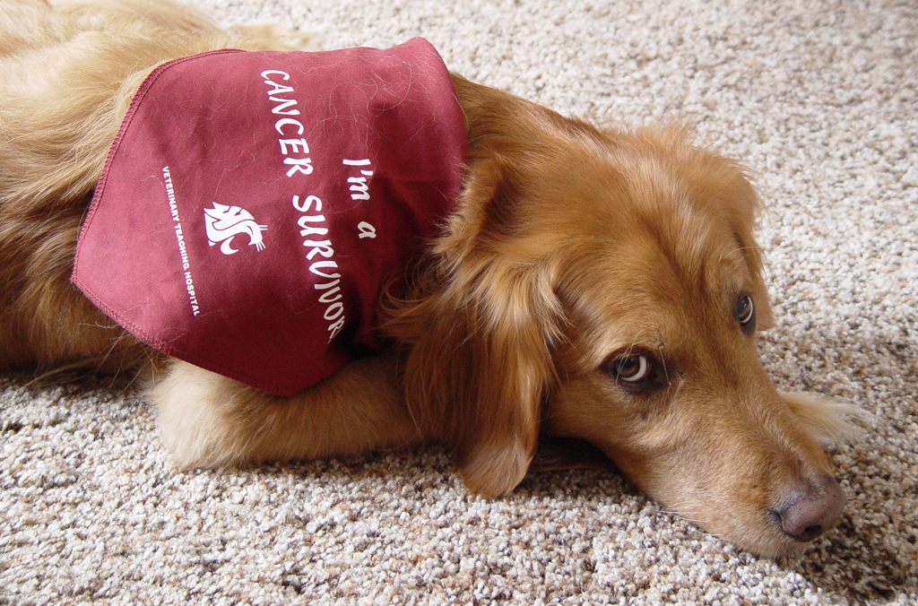 I’m a cancer survivor scarf College of Veterinary Medicine