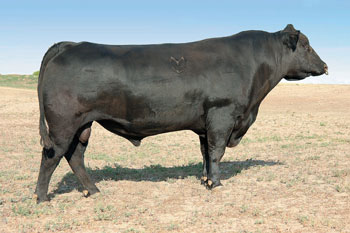 Bull