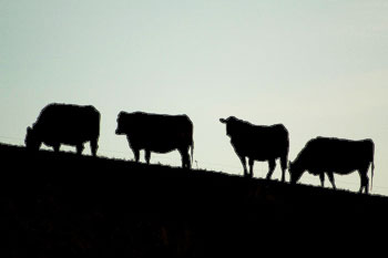 Beef Center cows grazing