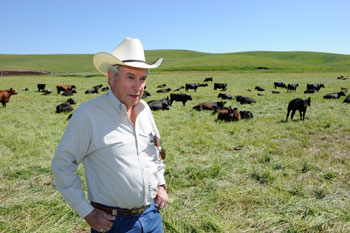 Don Nelson with cattle