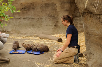 Graduate Emily Purbaugh with otters