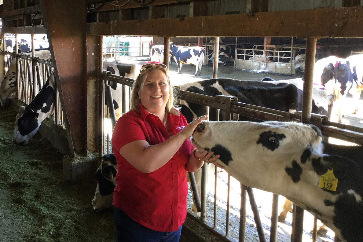 Person with dairy cow