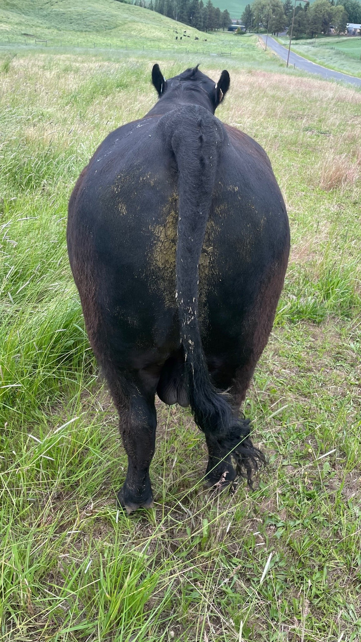 Angus Bull