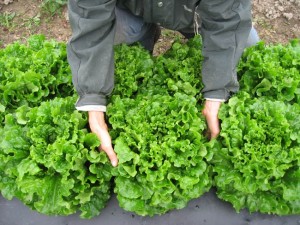 Lettuce grown through holes in biodegradable mulch ready for harvest.