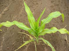 sweet corn plant