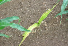 symptoms of Severely stunted sweet corn plants infection