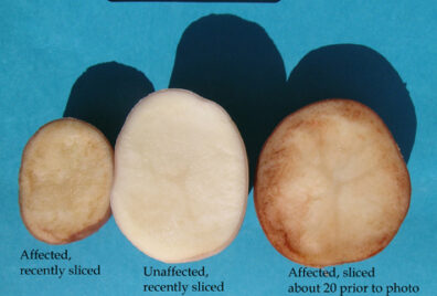 Potatoes after peeling showing tuber symptoms.