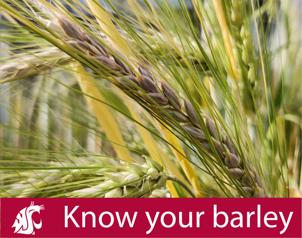 Learning Center | WSU Barley Breeding Lab | Washington State University