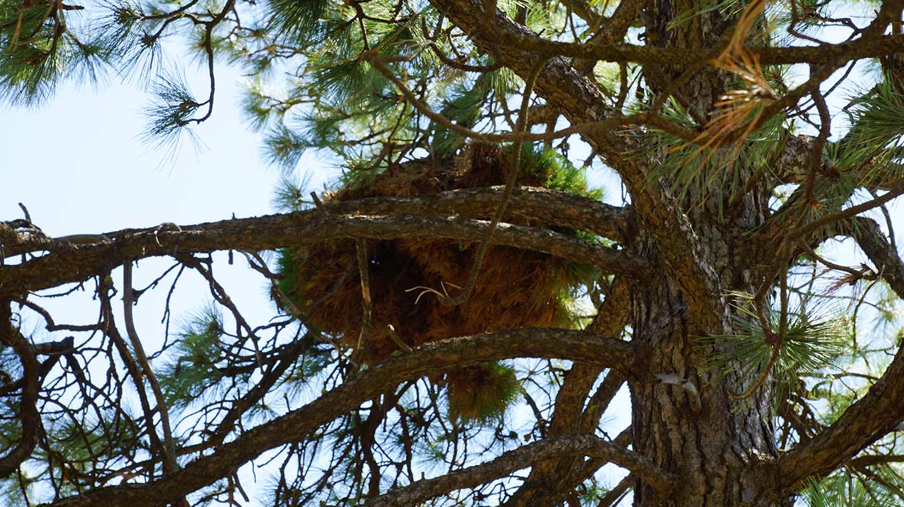Porcupines at Kamiak Butte Virtual Ecology Washington State University