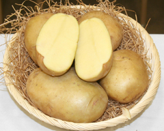 Yukon Gold | Potatoes at WSU | Washington State University